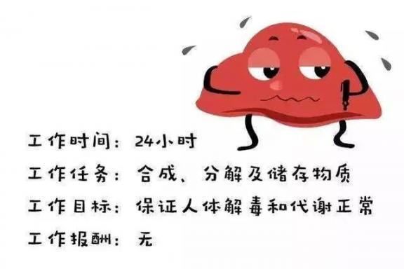 男人“肝”净就强壮，女人“肝”净就漂亮！养肝法肝好斑少痘也少  不被女神附体就会死吗 男人装封面女郎 男人比女人更容易受伤 导致流产的原因 肝脏不好症状 问题男人 导致不孕不育的原因有哪些 苦瓜减肥茶 苦瓜纤维宝 苦瓜素清脂减肥胶囊 第4张