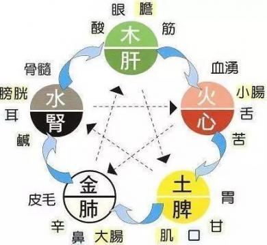 心对舌，肝对目，脾专业对口，肺对鼻，肾对耳，养五脏，搞好这4补！  五味子糖浆怎么样 中医五脏养生 贝多芬是哪个国家的人 人体五脏六腑位置图 女人的颜色55 失恋导致失眠 岫岩辽五味子 女人的颜色42 导致不孕不育的原因有哪些 人体五脏六腑分布图 第1张